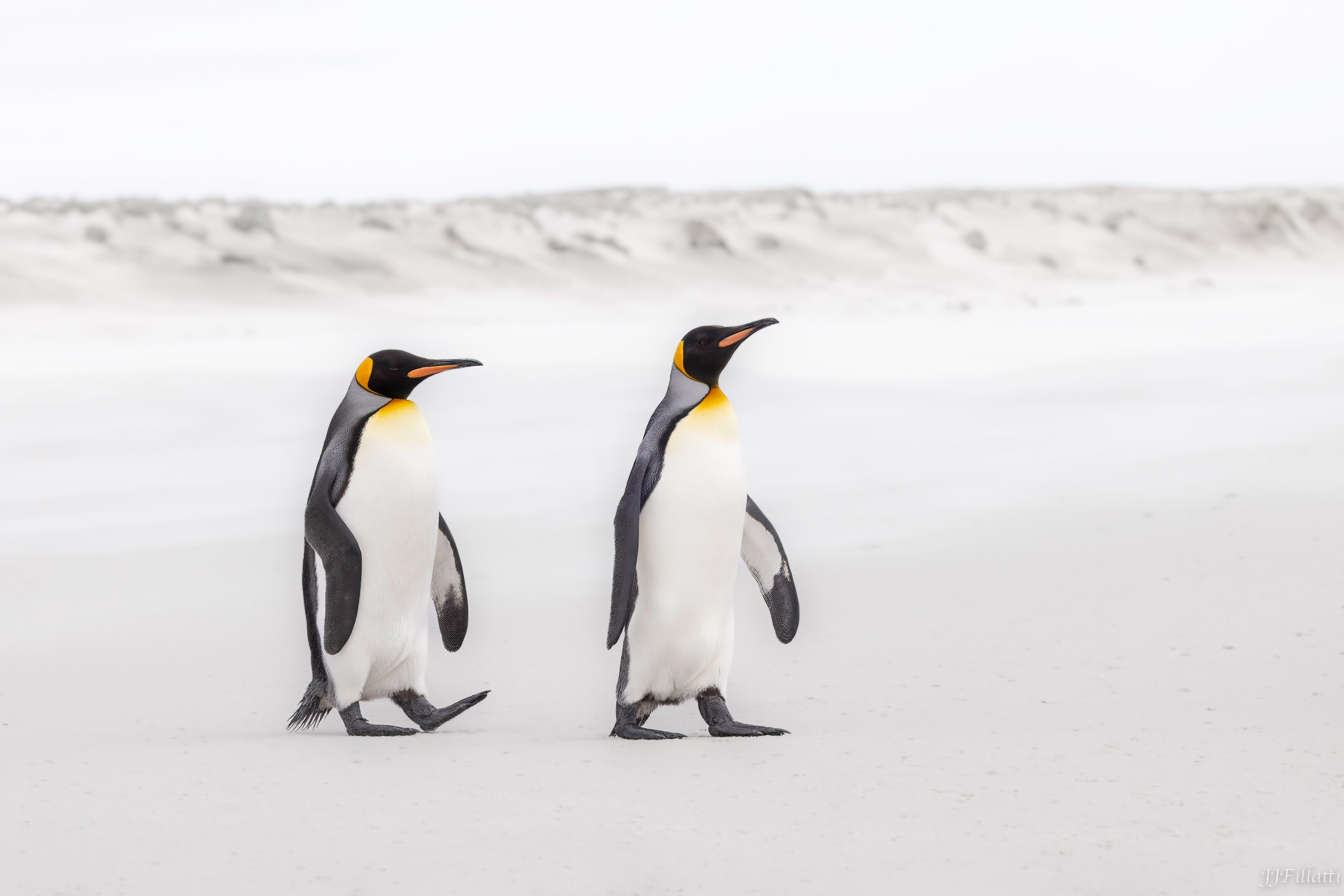 bird of the falklands image 8